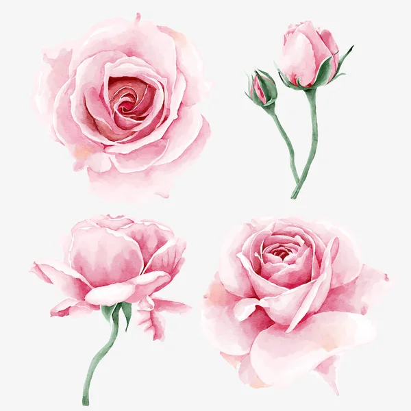 Aquarelle Rose Collection Fleurs — Image vectorielle