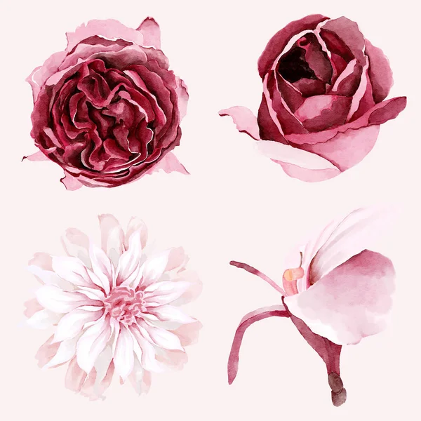 Aquarelle Fleurs Bordeaux Blush — Image vectorielle