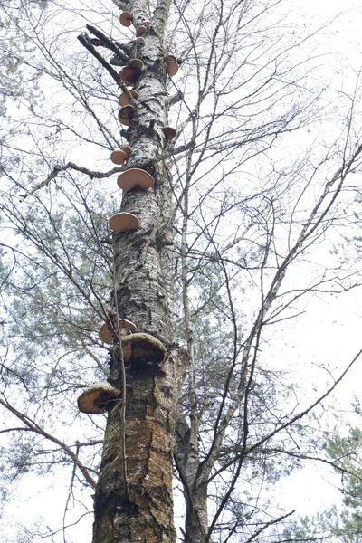 Vidoeiro morto de baixo para cima ao longo da estrada em fungos e parasitas. — Fotografia de Stock