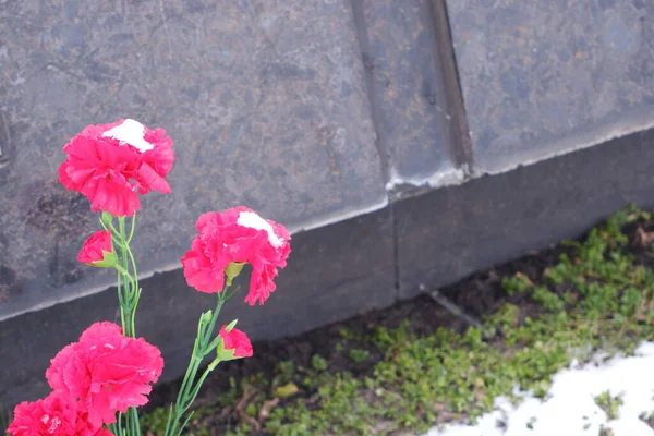 Cravos vermelhos no memorial. Memória de soldados caídos. 9 de Maio. — Fotografia de Stock