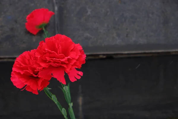 Claveles rojos en el monumento. Memoria de soldados caídos. 9 de mayo. —  Fotos de Stock