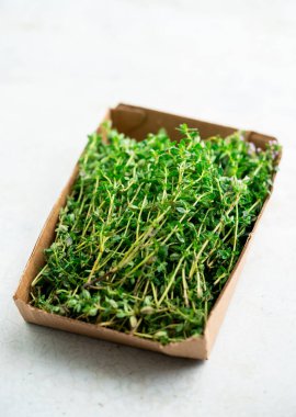 Taze kekik konteynırda, yukarıdan. Üst görünüm, beyaz üzerine izole