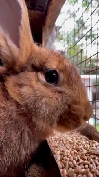 Prüfung von Kosmetika an Tieren. Kaninchen für Experimente — Stockvideo