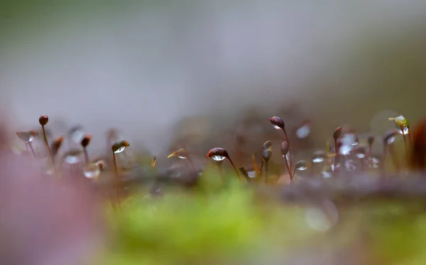 Příroda Pozadí Selektivní Zaměření Kapek Rosy Mech Dešti Ráno Slabé — Stock fotografie