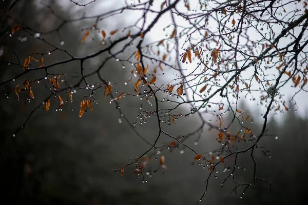 Strom Větev Kapkami Deště Rosné Kapky Hnědé Podzimní Listy Větvích — Stock fotografie