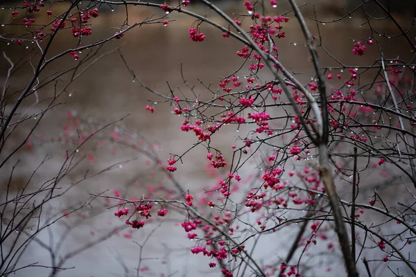 Árvore Sem Folhas Com Flores Vermelhas Dia Chuvoso Outono — Fotografia de Stock