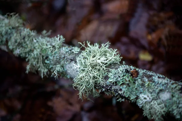 在黑暗的林地背景上的树枝上的灰色苔藓 — 图库照片