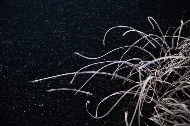 Kış doğası arka planının soyutlamaları. Gölün buz yüzeyinde don kaplı kuru çimenler.