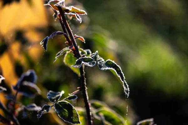 Foglie Rosa Coperte Gelate Mattutine Giardino — Foto Stock