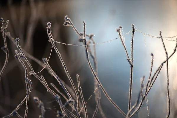 Das Trockene Gras Auf Dem Feld War Morgengrauen Mit Frost — Stockfoto