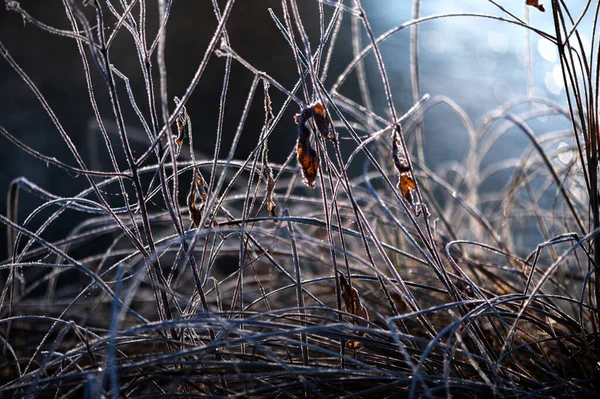 Суха Трава Полі Була Покрита Морозами Світанку — стокове фото