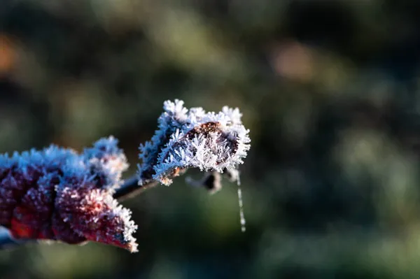 Téli Kertben Egy Faágat Fagyos Rekedt Fagy Borít — Stock Fotó