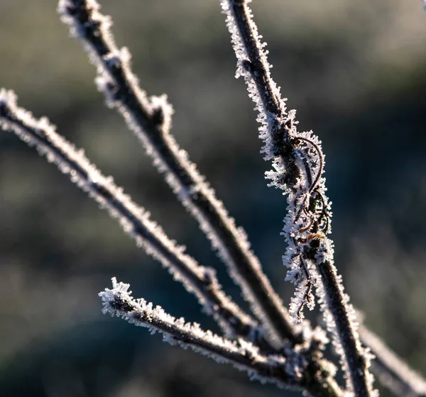 Гілка Дерева Зимовому Саду Покрита Морозом Калюжами — стокове фото