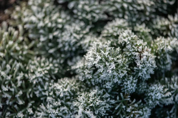 Prime Gelate Autunnali Giardino Piante Sono Congelate Con Gelo Del — Foto Stock