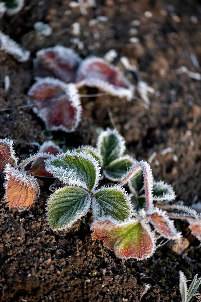 Prime Gelate Autunnali Giardino Piante Sono Congelate Con Gelo Del — Foto Stock