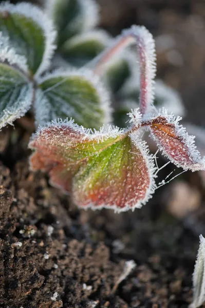 Prime Gelate Autunnali Giardino Piante Sono Congelate Con Gelo Del — Foto Stock