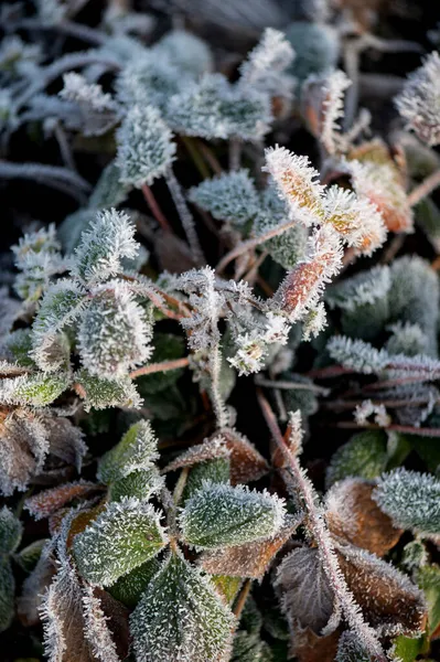 Перші Осінні Заморозки Саду Рослини Заморожені Ранковими Морозами — стокове фото