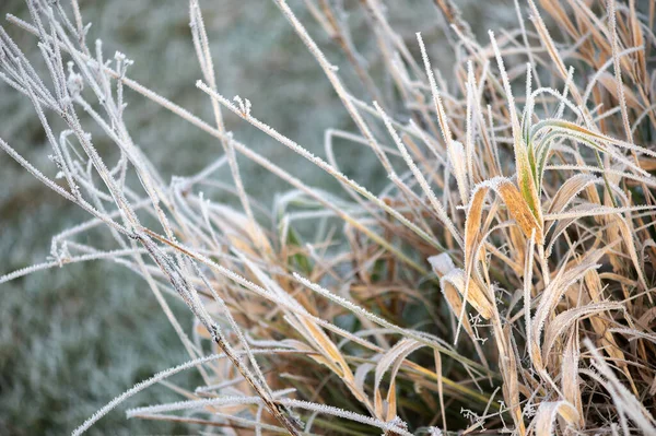 Draufsicht Auf Lange Grashalme Die Mit Weißem Frost Bedeckt Sind — Stockfoto