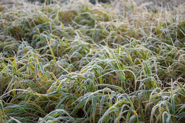Draufsicht Auf Lange Grashalme Die Mit Weißem Frost Bedeckt Sind — Stockfoto