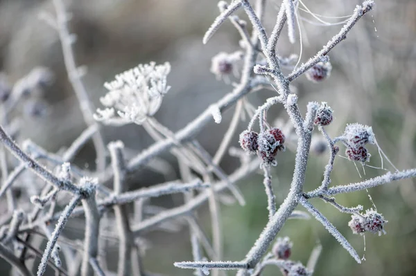 Ramo Albero Nel Giardino Inverno Coperto Brina Gelo — Foto Stock