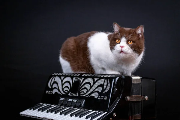 Cute Funny British Shorthair Cat Laying Accordion Isolated Black Studio — стоковое фото