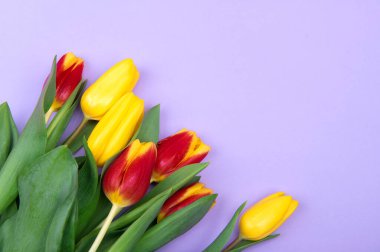 Açık mor zemin üzerinde güzel sarı ve kırmızı bahar laleleri, üst manzara. Kopyalama alanı olan tebrik kartı.
