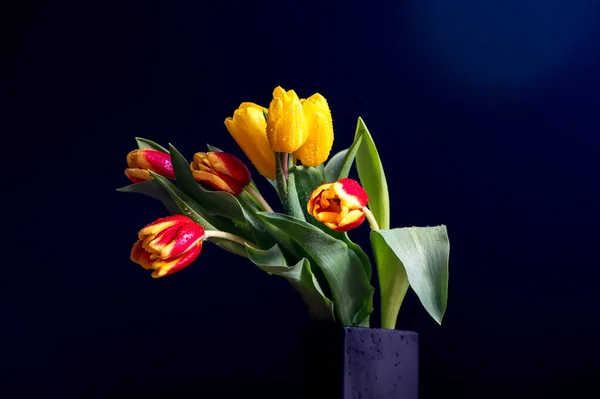 Gelb Rote Tulpen Mit Wassertropfen Auf Blau Schwarzem Studiohintergrund — Stockfoto