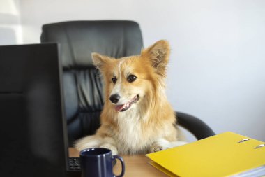 Şirin, komik bir Corgi köpeği sandalyede oturur ve masasındaki bilgisayarda çalışır.
