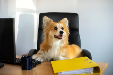 Şirin, komik Corgi köpeği sandalyede oturur ve masasındaki bilgisayarda çalışır.