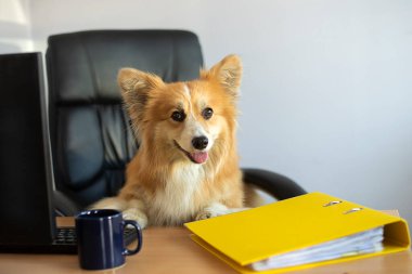 Şirin, komik bir Corgi köpeği sandalyede oturur ve ofisindeki bilgisayarda çalışır.