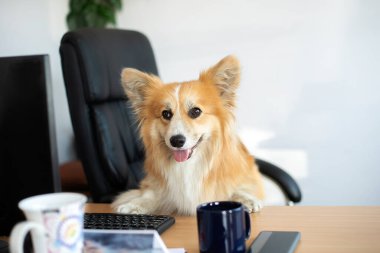 Şirin, komik Corgi köpeği sandalyede oturur ve ofisteki bilgisayarda çalışır.