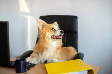 Cute funny corgi dog sits in a chair and works on a computer in the office at his desk