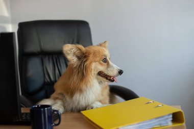 Şirin, komik Corgi köpeği sandalyede oturur ve ofisteki bilgisayarda çalışır.