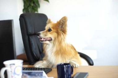 Cute funny corgi dog sits in a chair and working on a computer in the office at the desk