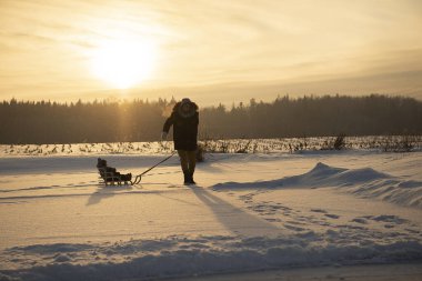 Father is pulling child on sled walking on frosty winter day outdoors.Beautiful evening sunlight.