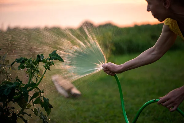 Gardener Female Holding Hand Hose Sprayer Watering Plants Garden Sunset — Stock Photo, Image