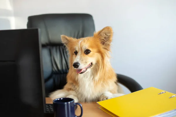 Симпатичный Смешной Корги Собака Сидит Кресле Работает Компьютером Офисе Своим — стоковое фото