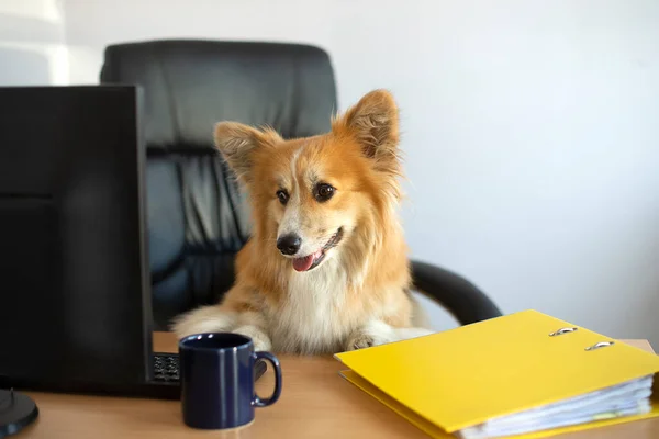 Симпатичный Смешной Корги Собака Сидит Кресле Работает Компьютером Офисе Des — стоковое фото