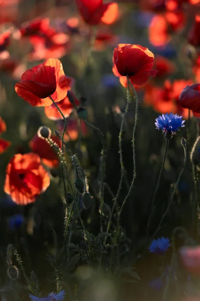 Pole Czerwonych Maków Niebieskich Kwiatów Kukurydzy Świetle Zachodu Słońca — Zdjęcie stockowe