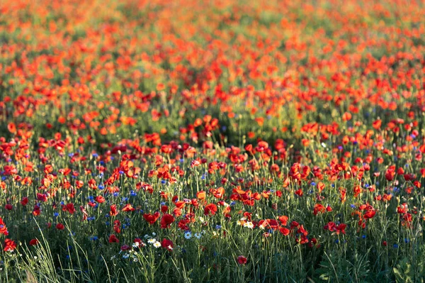 Campo Papaveri Rossi Fiori Mais Blu Luce Del Tramonto — Foto Stock