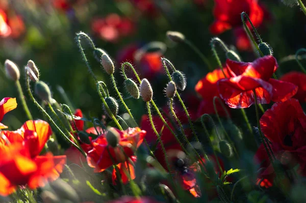 Vivid Poppy Field Latvia — Stock Photo, Image