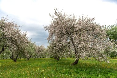 Blooming apple trees. White flowers on apple trees in garden. Spring garden with blooming plants.