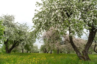 Blooming apple trees. White flowers on apple trees in garden. Spring garden with blooming plants.