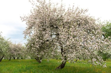 Blooming apple trees. White flowers on apple trees in garden. Spring garden with blooming plants.