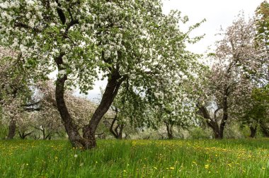 Çiçek açan elma ağaçları. Bahçedeki elma ağaçlarında beyaz çiçekler. Çiçekli bahar bahçesi.