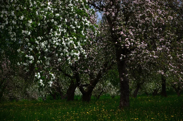 Квітучі Яблуні Білі Квіти Яблунях Саду Весняний Сад Квітучими Рослинами — стокове фото
