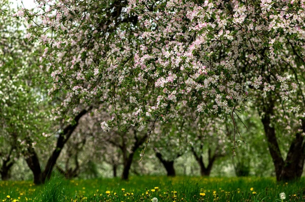 Blooming Apple Trees White Flowers Apple Trees Garden Spring Garden — ストック写真