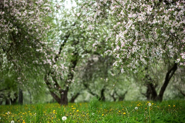 Manzanos Florecientes Flores Blancas Manzanos Jardín Jardín Primavera Con Plantas — Foto de Stock