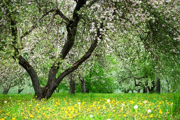 Blooming Apple Trees White Flowers Apple Trees Garden Spring Garden — Stockfoto