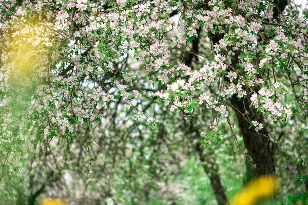 Blooming Apple Trees White Flowers Apple Trees Garden Spring Garden — ストック写真